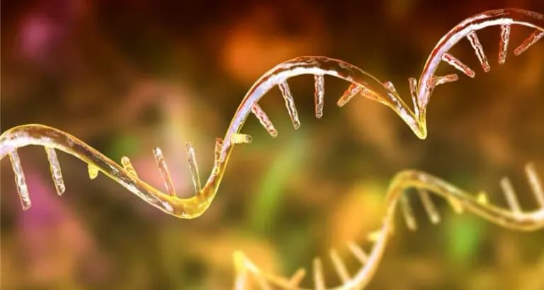 Вчені знайшли спосіб відновити старіючу імунну систему за допомогою mRNA