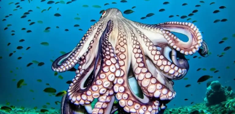 Вченим вдалося скопіювати здатність восьминога до маскування