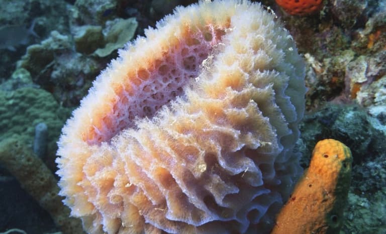 Вчені наблизилися до відповіді – яка тварина з’явилася першою на Землі