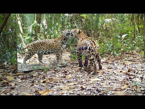Кумедна реакція диких тварин на дзеркало в джунглях (Відео)