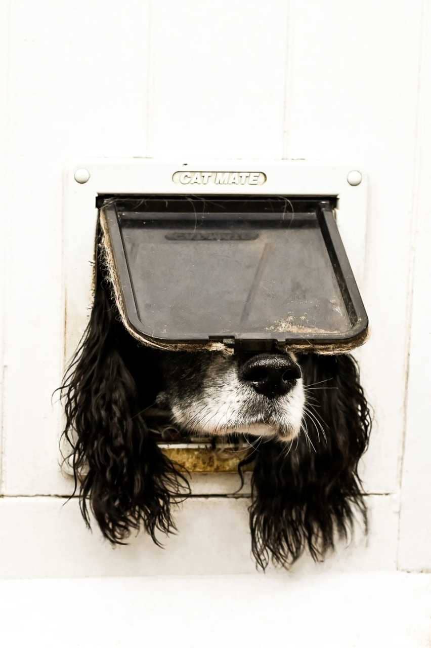 Найкумедніші фото домашніх улюбленців з конкурсу Comedy Pet Photo Awards