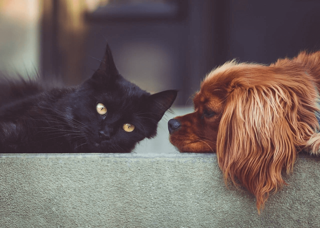 Собака та кіт стали батьками для маленьких бабуїнів (Відео)