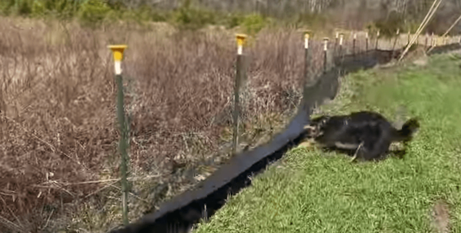 “Улюблена робота”: собака стала зіркою мережі, показавши навички “ремонтника” (Відео)