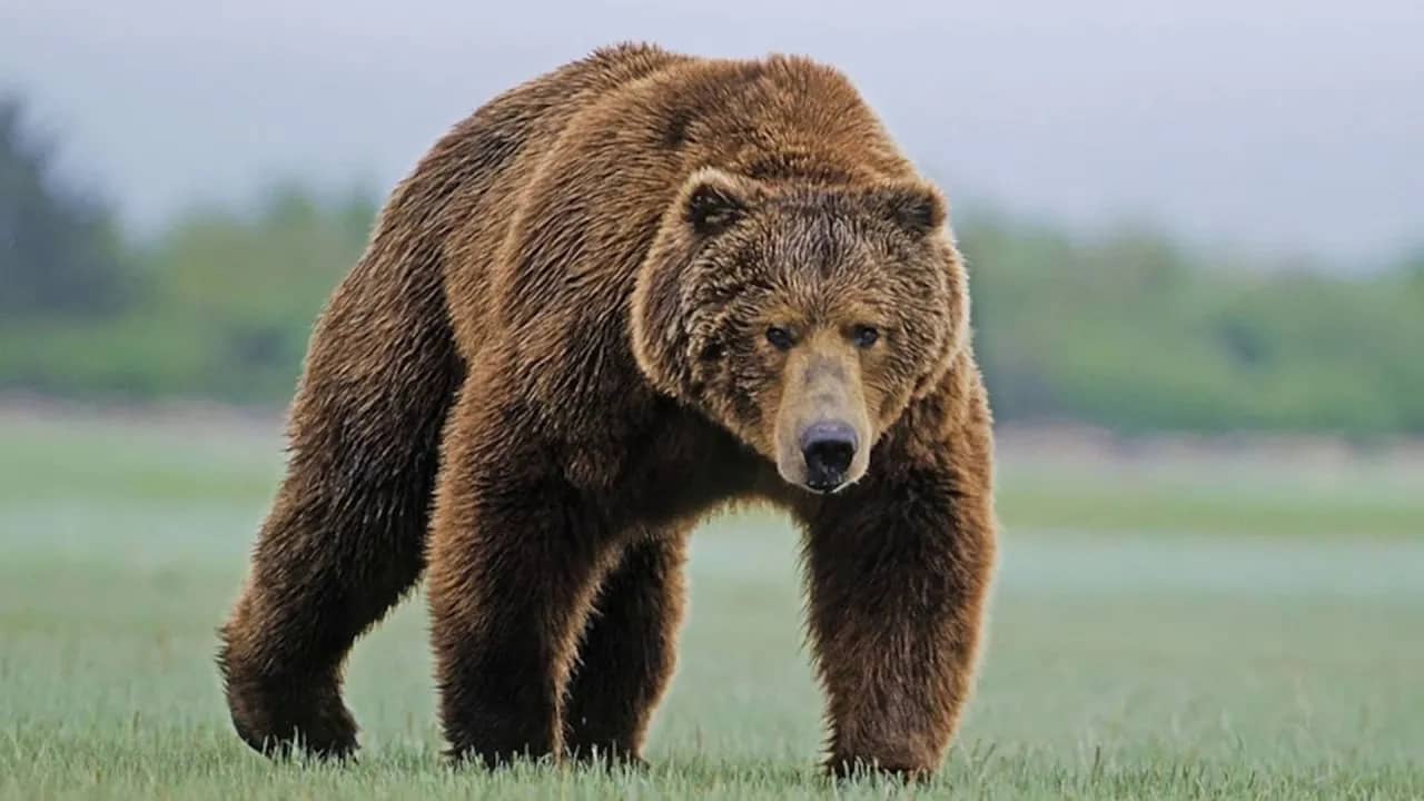 Американська сім’я виявила “дивні” звуки хропіння під своїм будинком