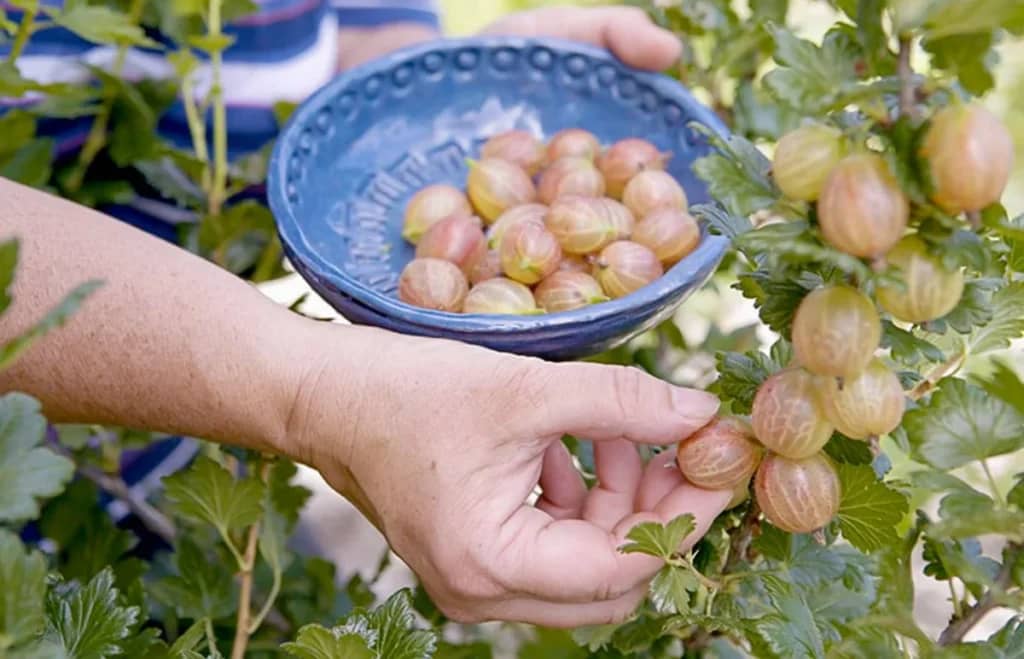 Що приготувати з аґрусу: корисна заготівля на зиму без варіння