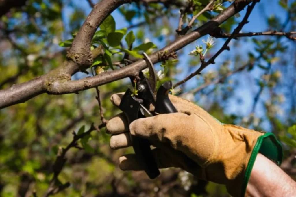 Що потрібно зробити в саду до початку квітня