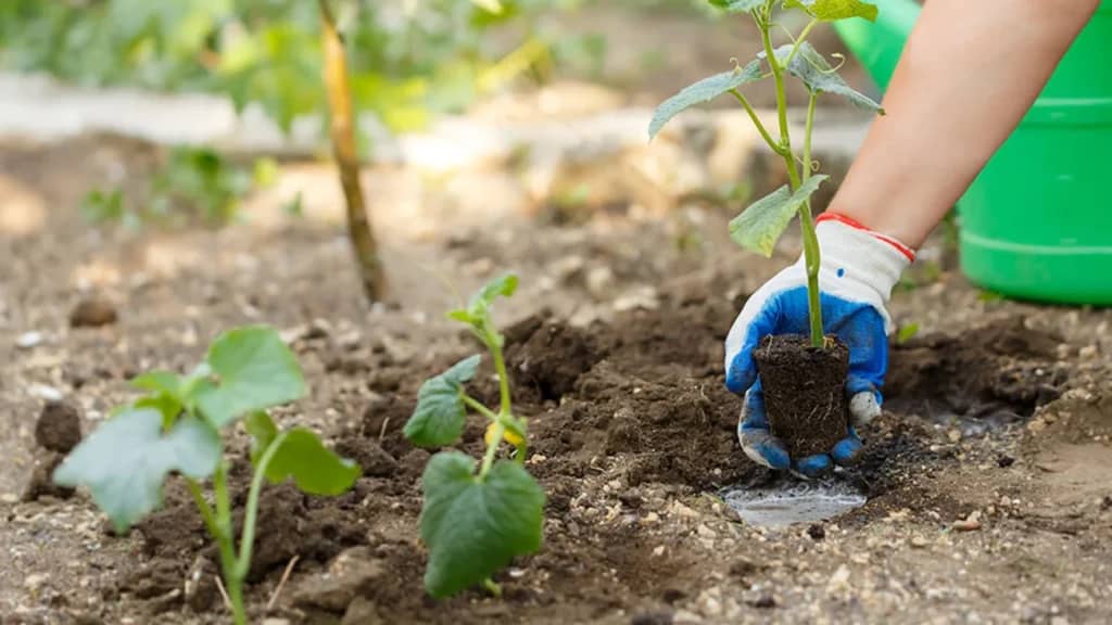 Коли розсаду потрібно висаджувати у відкритий ґрунт