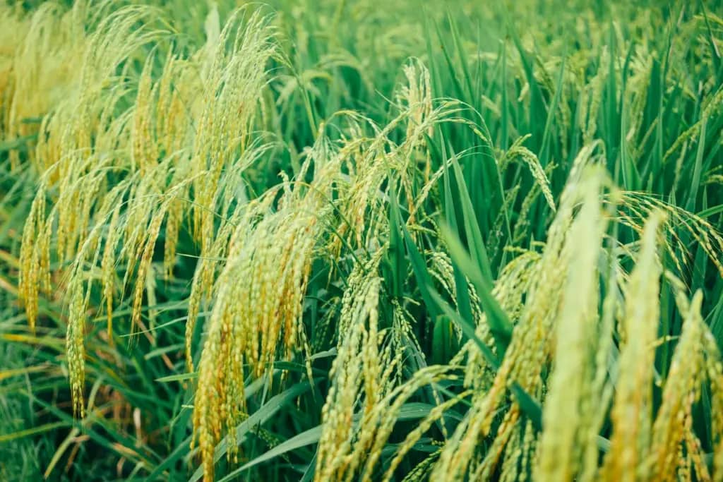 Улюблений продукт мільярдів може стати токсичним – вчені