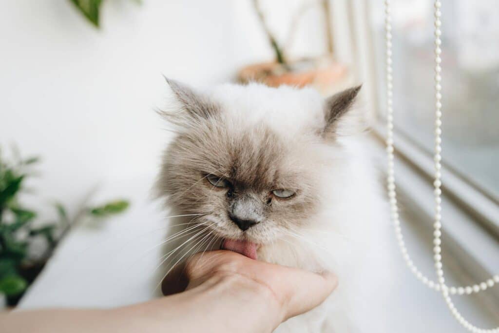 Чому не можна дивитися коту в очі
