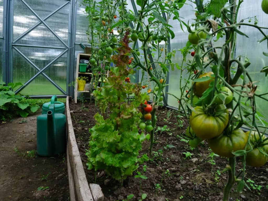 Після цієї культури не можна садити помідори