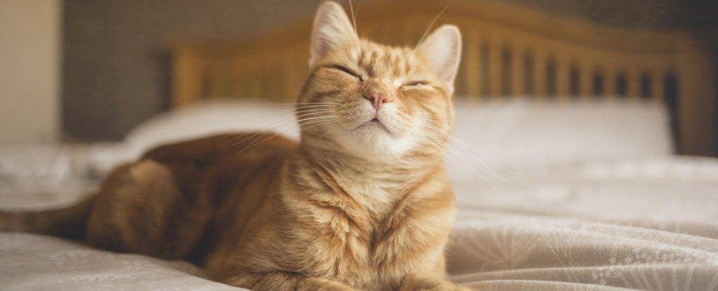Коти можуть сильно вплинути на ваше фізичне та психічне здоров’я