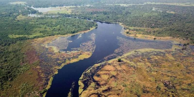 Вчені виявили слабке місце супутникового спостереження за лісами