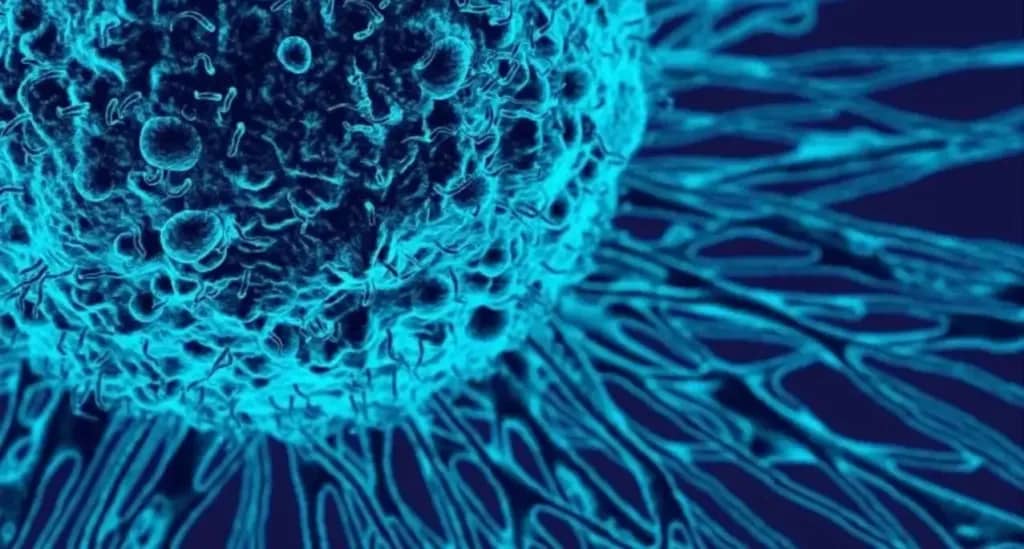 Вчені виявили ключовий білок, який може зупинити старіння на клітинному рівні