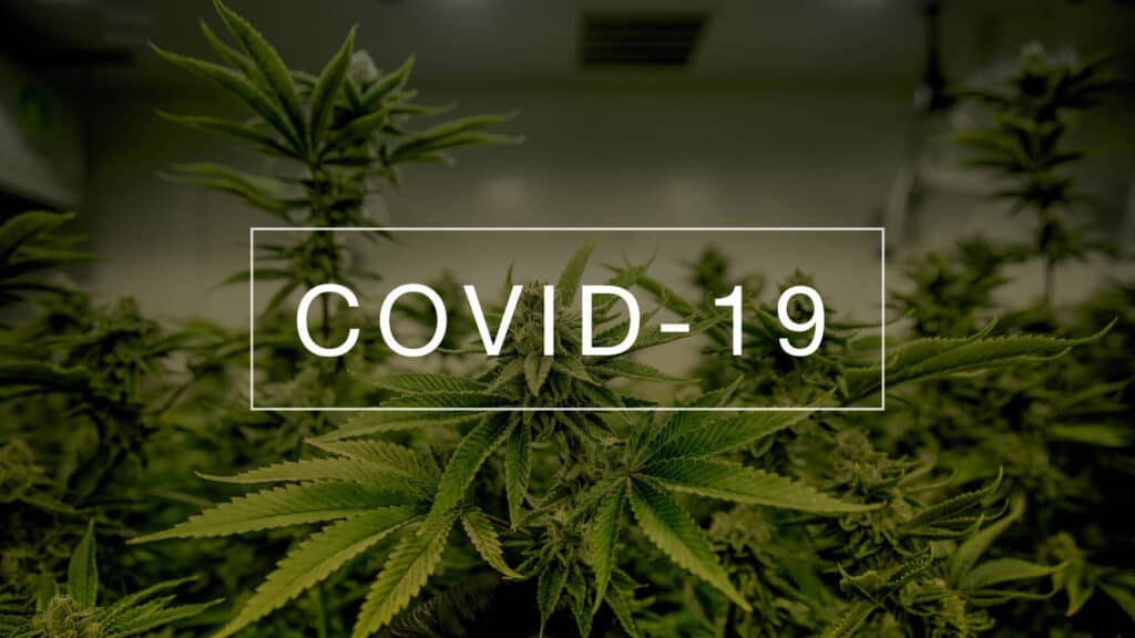 Вживання канабісу та COVID-19: виявлено дивовижний науковий зв’язок