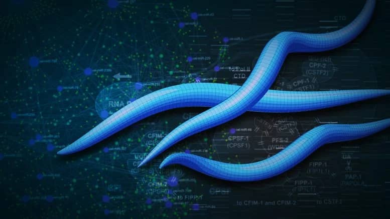 Нова карта РНК проливає світло на таємниці регуляції генів