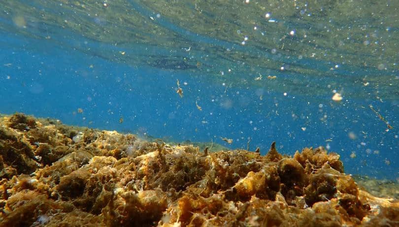 На узбережжі Басків знайшли токсичні водорості