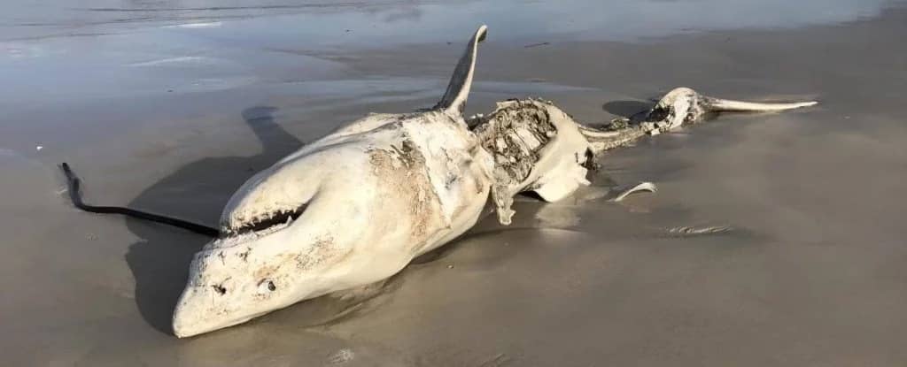 Вчені з’ясували, чому білі акули масово залишають води Південної Африки