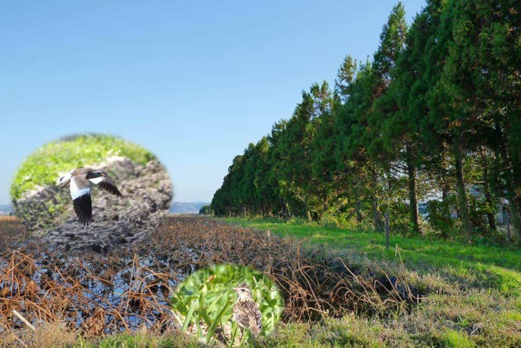 Дослідження показує, що посадка дерев не завжди корисна для птахів