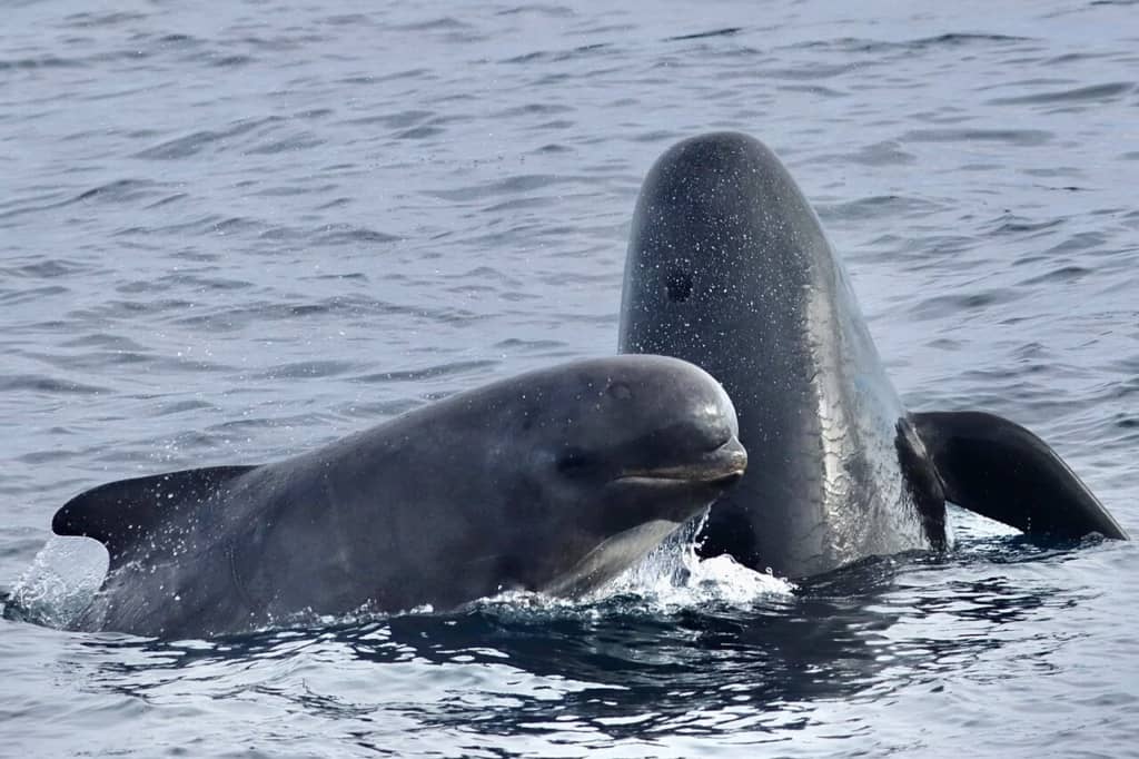 Морський монстр, перед яким відступають косатки: хто панує у глибинах