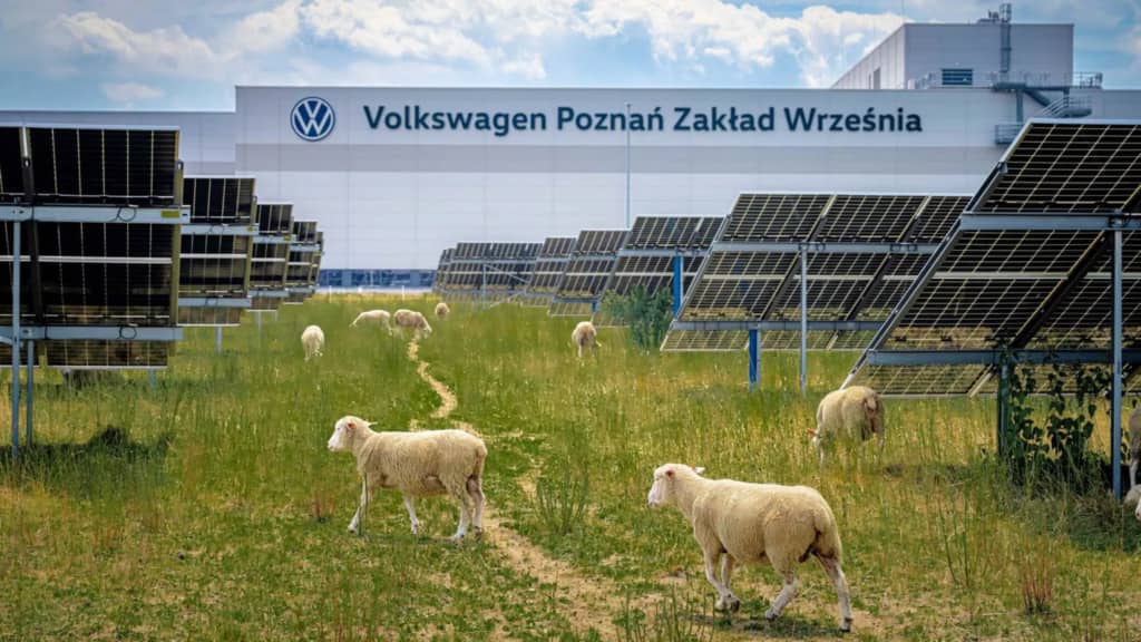 Компанія VW замінила газонокосарки стадом овець
