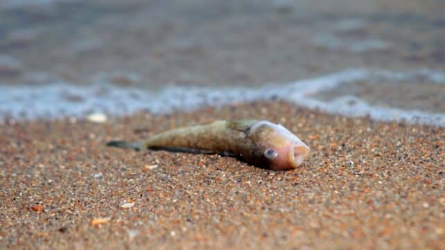80% річок Землі швидко втрачають кисень, свідчить дослідження