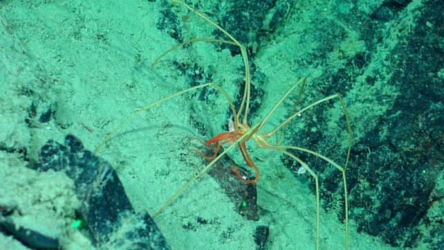Дивні істоти на спинах гігантських морських павуків у глибинах океану