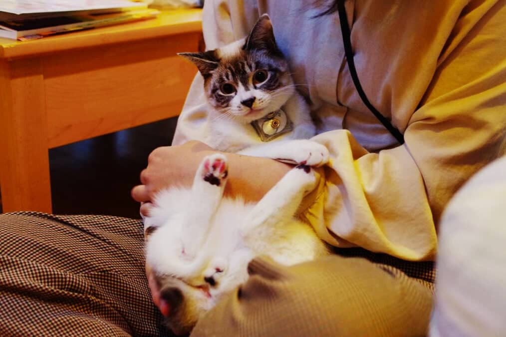 Коти та їхні господарі мають дивний гормональний зв'язок