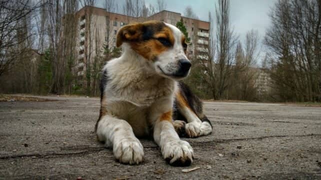 Собаки Чорнобиля генетично відрізняються, і ми, можливо, нарешті знаємо чому