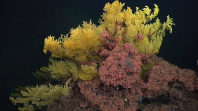 Мysterious 'Golden Tree' Coral: Новий вид, який вразив науковців