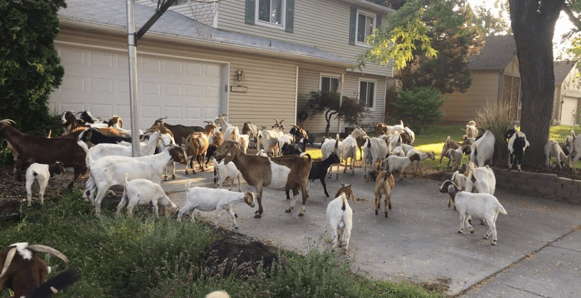 Вулиці міста в Каліфорнії заполонили кози-рятувальники (Відео)