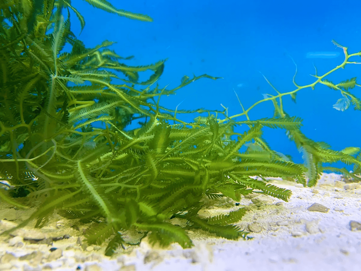 Ця пір’яста морська водорість насправді є найбільшим одноклітинним організмом у світі