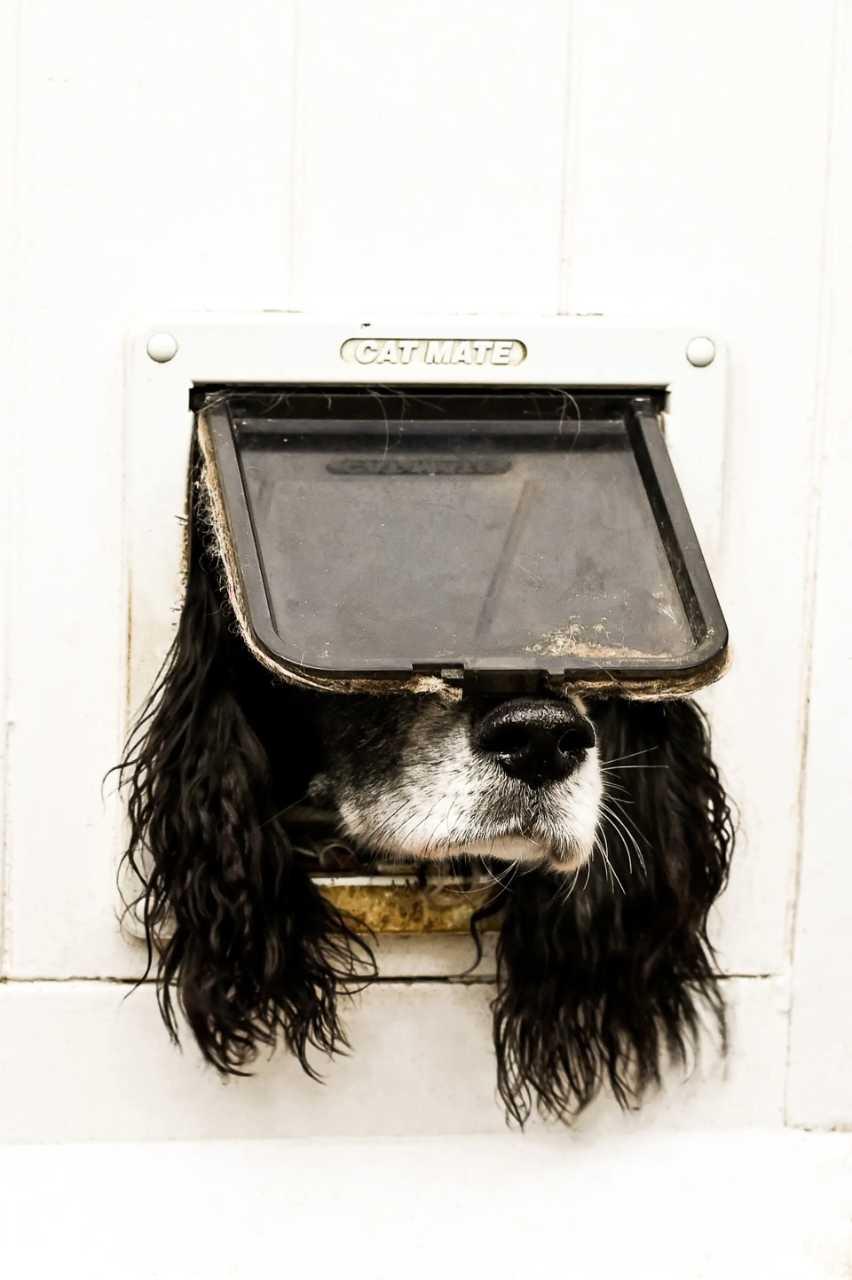 Найкумедніші фото домашніх улюбленців з конкурсу Comedy Pet Photo Awards