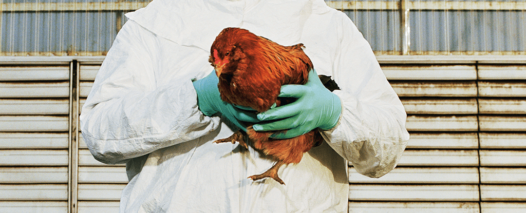 Науковці виявили мутацію, яка може підвищити ризик передачі H5N1 між людьми