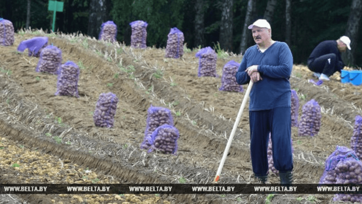 На умі одна картопля: Лукашенко став героєм нового мема (Відео)