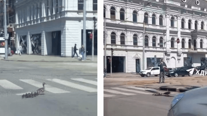 Прямо по зебрі: качка з каченятами влаштувала дефіле в центрі Дніпра