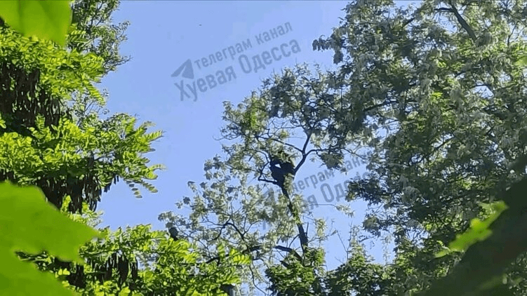 Чоловік 6 годин ховався від співробітників ТЦК на дереві (Відео)