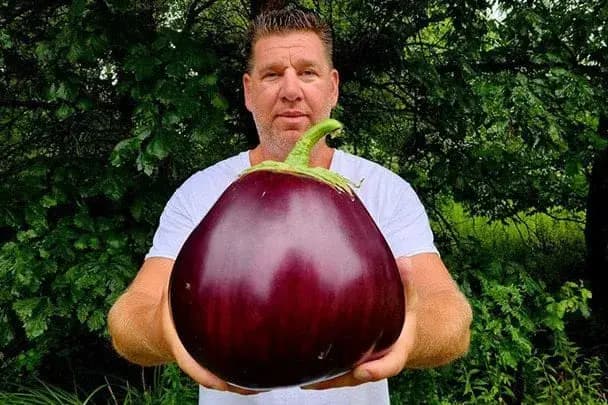 Скільки важить найбільший у світі баклажан