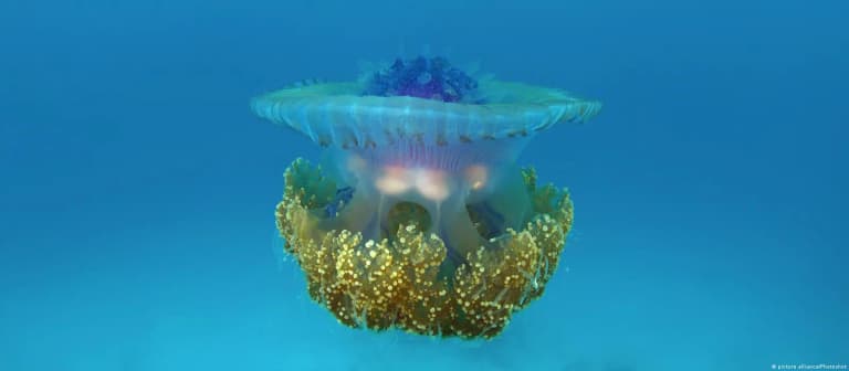 Вчені з’ясували, хто першим відділився на «дереві життя» тварин