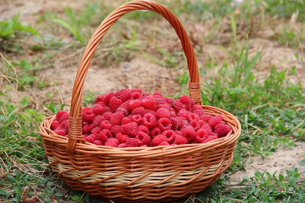 Як потрібно заморожувати малину