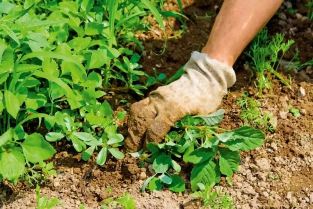 Як впоратися з бур’янами: 3 надійні способи