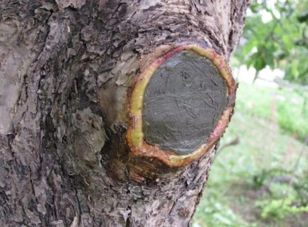 Чи варто лікувати дупла на деревах