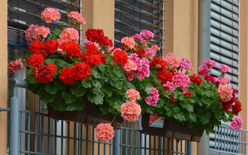 Народні прикмети про герань: чи можна садити квітку вдома