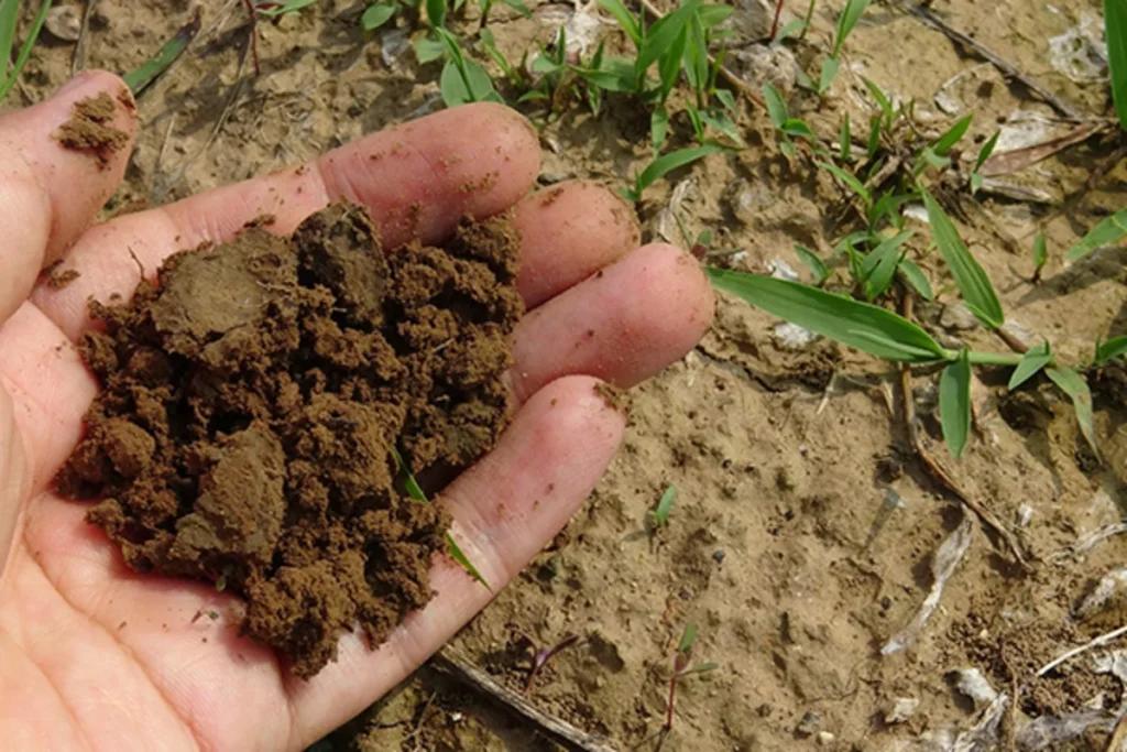 Як зробити ґрунт у городі більш родючим без добрив