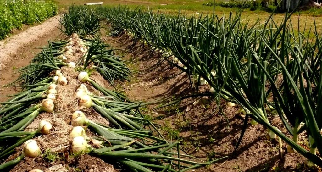 Китайський метод вирощування цибулі: особливості та переваги
