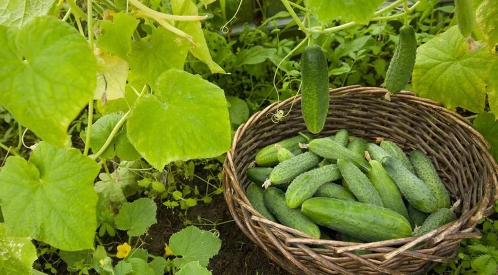 Що посадити поряд з огірками для багатого врожаю