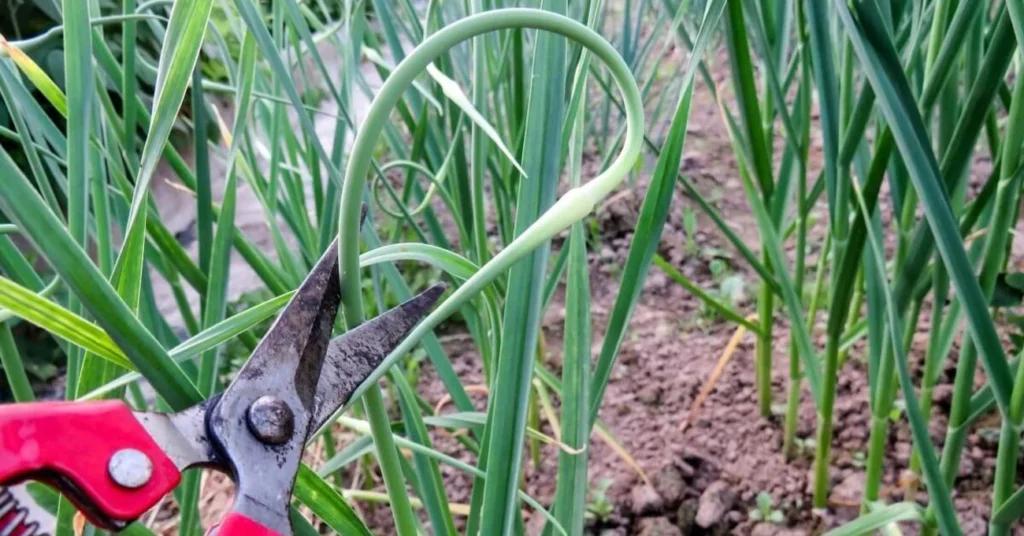 Чому городники розкидають часникові стрілки на ділянці