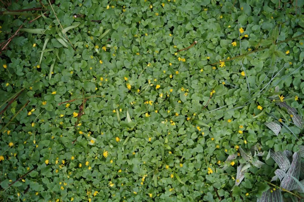 Який сидерат посіяти наприкінці літа для багатого врожаю