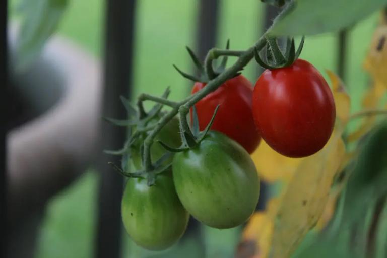 Дріжджова підживка для томатів: липневий секрет щедрого врожаю