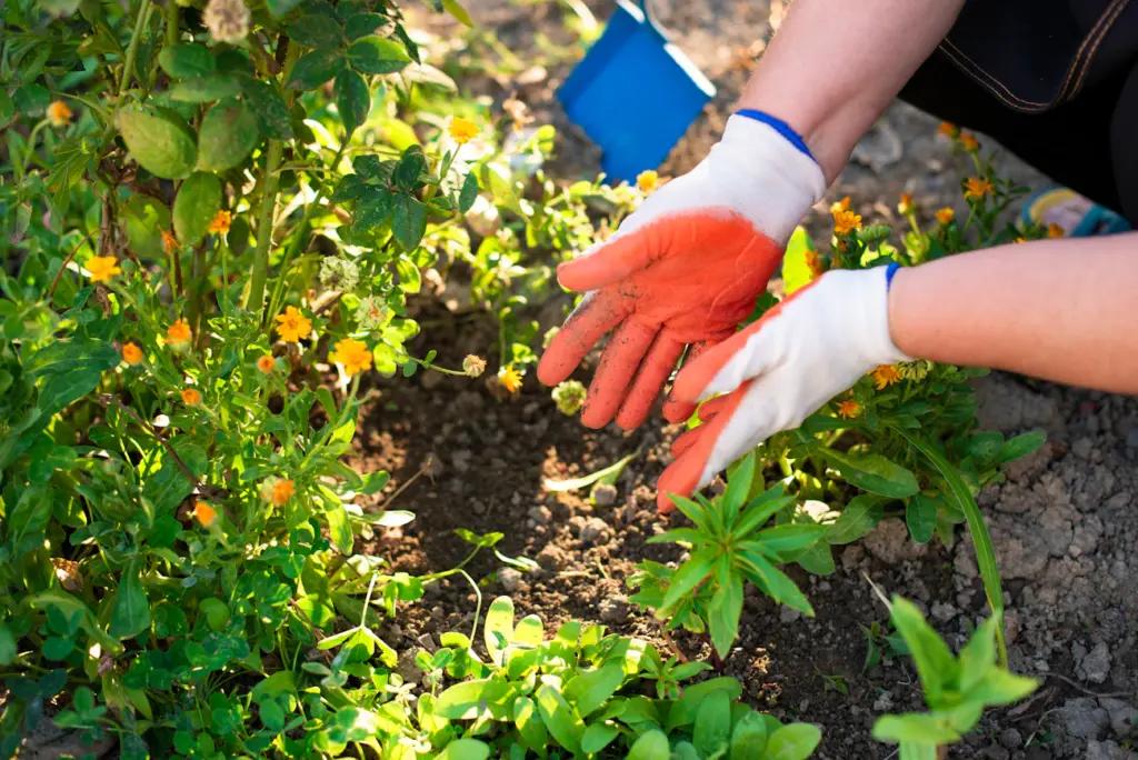 Чому досвідчені дачники закопують картопляні очистки на грядках