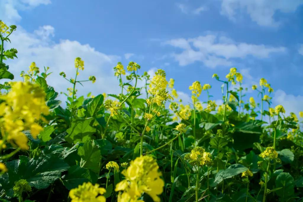 Що посадити після полуниці: 3 культури для оздоровлення ґрунту